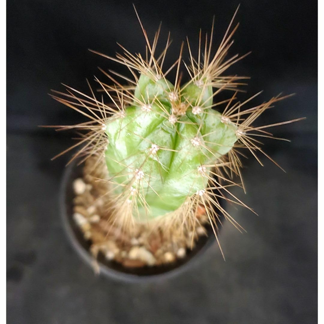 Amazon.co.jp: 柱サボテンピロソケレウス属アズレウス（青いサボテン